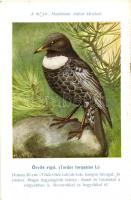 A Madártani Intézet kliséi Csörgey T. szignójával; Házi veréb, örvös rigó / Hungarian bird species s...