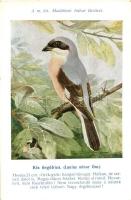 A Madártani Intézet kliséi Csörgey T. és Vezényi E. szignójával; kis őrgébics, fakúsz   / Hungarian ...