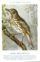 A Madártani Intézet kliséi Csörgey T. szignójával; léprigó, mezei poszáta  / Hungarian bird species ...