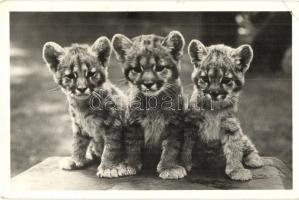 Puma kölykök, Budapest állatkert / cougar cubs (EK)