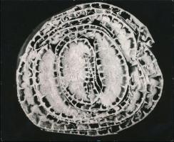 cca 1970 Botta Dénes (1921-2010): Nádszál metszete, pecséttel jelzett vintage fotó, 12x15 cm