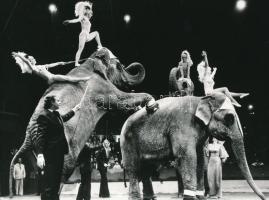 1979 Elefántok a Fővárosi Nagycirkuszban, vintage fotó, 17x23 cm