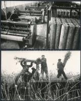 cca 1984 Dinnyés, Nádaratás a Velencei-tavon, a termésből nádszövet készül a dinnyési üzemben, 2 db vintage fotó, 11x18 cm