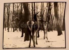 cca 1980 Arató Andrea: Vadlesen, feliratozott vintage fotóművészeti alkotás, 30x40 cm