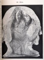 Dr. Hoffmann E. Lovag: A törvényszéki orvostan atlasza. Lehmann-féle orvosi kézi atlaszok IX. Fordít...