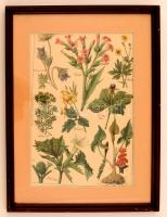 4 db színezett botanikai metszet, feljegyzésekkel, paszpartuban, üvegezett fa keretben, 31,5×21,5 cm