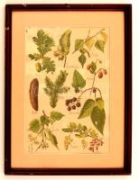 4 db színezett botanikai metszet, feljegyzésekkel, paszpartuban, üvegezett fa keretben, 31,5×21,5 cm