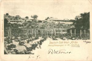 Windhoek, Windhuk; Weinpflanzungen / tree plantings (EK)