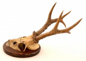 Falra akasztható őzagancs "Alsóbesnyő 1929" felirattal, h: 31 cm