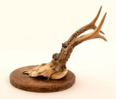 Falra akasztható őzagancs, h: 28 cm