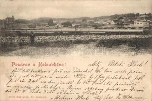 1899 Holoubkov