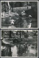 Sostarics Lajos (1896-1968): Séta az állatkerti tónál, 4 db fotó, hátoldalon jelzett, 13x17 cm