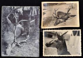 1918-1968 74 db vadászattal kapcsolatos fotó(agancsok, szarvasok, stb.), 6x9 és 9x13 cm