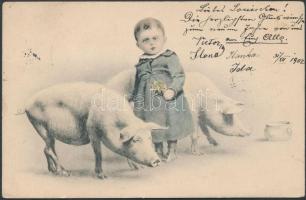 5 db RÉGI motívumos képeslap; üdvözlő, malac / 5 pre-1945 motive postcards; pigs, greeting postcards