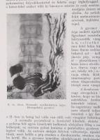 Dr. Fornet Béla: Belgyógyászat I-II. Bp.,1944, Királyi Magyar Egyetemi Nyomda. Második kiadás. Kiadó...