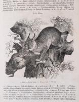 Paszlavszky József: Az állattan kézikönyve. Gymansiumok és reáliskolák felsőbb osztályai-, erdészeti...