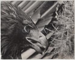 Vegyes kisnyomtatvány tétel, közte fotók, grafikák is, összesen 13 db