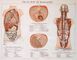 Der Bau des menschlichen Körpers. Anatomische Beschreibung des Menschen für Schule und Haus. Szerk.:...