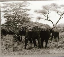 ,,Az állatok válaszolnak" című film állóképei, 22 db negatív, ezekről készültek a mozik előcsar...