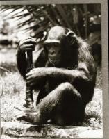 ,,Az állatok válaszolnak" című film állóképei, 22 db negatív, ezekről készültek a mozik előcsar...