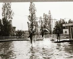 ,,Az állatok válaszolnak" című film állóképei, 22 db negatív, ezekről készültek a mozik előcsar...