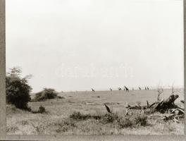 ,,Az állatok válaszolnak" című film állóképei, 22 db negatív, ezekről készültek a mozik előcsar...