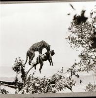 ,,Az állatok válaszolnak" című film állóképei, 22 db negatív, ezekről készültek a mozik előcsar...