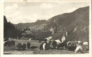Deménvölgy, Demanovska Dolina; hegyi szállás, nyáj / mountain hotel, flock of sheep, Lumen photo (EK)