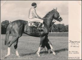 1963 Berlin-Hoppegarten, Imperial a versenyló, Hilde Hoppe Foto, felületén kis szakadással, törésnyommal, feliratozva, 17,5x24 cm