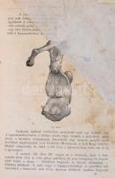 Kovácsy Béla, Monostori Károly: A ló és annak tenyésztése. Kézikönnyv lótenyésztők, lókedvelők, álla...