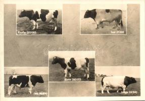 5 db MODERN díjnyertes szarvasmarhát bemutató képeslap, használatlan / 5 MODERN unused postcards about award-winning cattles
