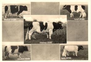 5 db MODERN díjnyertes szarvasmarhát bemutató képeslap, használatlan / 5 MODERN unused postcards  ab...