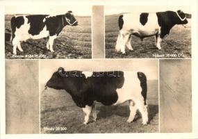 5 db MODERN díjnyertes szarvasmarhát bemutató képeslap, használatlan / 5 MODERN unused postcards  ab...