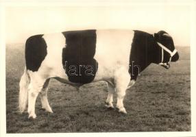 5 db MODERN díjnyertes szarvasmarhát bemutató képeslap, használatlan / 5 MODERN unused postcards  ab...