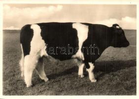 5 db MODERN díjnyertes szarvasmarhát bemutató képeslap, használatlan / 5 MODERN unused postcards  ab...