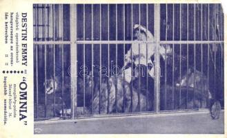 3 db RÉGI képeslap vegyes minőségben; Destin Emmy hangversenye az oroszlán ketrecben, Péterfy Bácsi ...