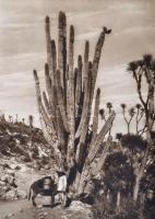 Brehme, Hugo: Mexiko. Baukunst, Landschaft, Volksleben. Berlin, 1925, Ernst Wasmuth A. G. (Orbis ter...