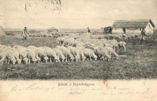 Hortobágy, juhok. R. Mosinger