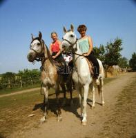 1984 Szántódpuszta, 13 db szabadon felhasználható vintage negatív, 6x6 cm