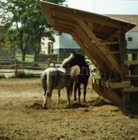 1984 Tihany, 13 db szabadon felhasználható vintage negatív, 6x6 cm