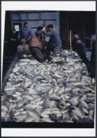 cca 1964 Balatoni halászok és az eredmény, 2 db vintage negatív mai nagyítása Kotnyek Antal (1921-19...