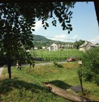 1984 Badacsonyi tájak, épületek, 46 db vintage negatív, szabadon felhasználhatók, 6X7 cm