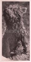 1940 Vadas Ernő (1899-1962): Puli. Pecséttel jelzett vintage fotóművészeti alkotás, 24×11.5 cm