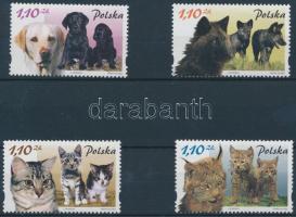 Állatok és kicsinyeik sor Animals and their babies set