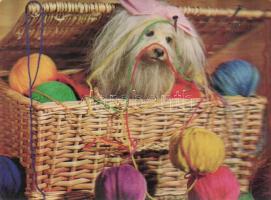 4 db MODERN állatos dimenziós lap / 4 modern animal dimensional postcards