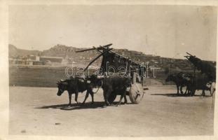 Ankara, buffalo carriage, photo