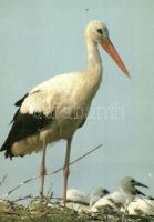 36 db MODERN motívumlap, madarak, lovak / 36 modern motive cards, birds and horses