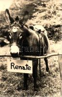 36 db MODERN motívumlap, madarak, lovak / 36 modern motive cards, birds and horses