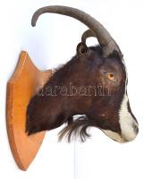 Vadkecske trófea, fa talapzaton, szép állapotban, m: 34,5 cm