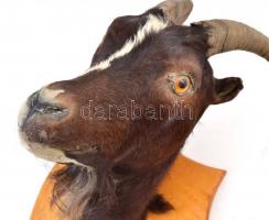 Vadkecske trófea, fa talapzaton, szép állapotban, m: 34,5 cm